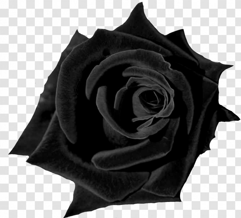 Black Rose Desktop Wallpaper Flower Red - Flowering Plant Transparent PNG