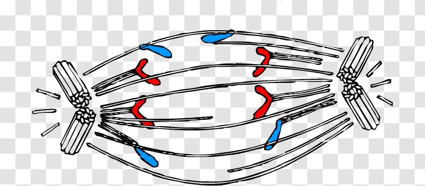 Anaphase Mitosis Cell Division Interphase - Auto Part Transparent PNG