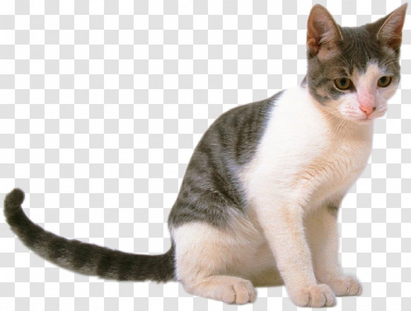 Cat Kitten Pet Shop - Like Mammal - Cats Transparent PNG