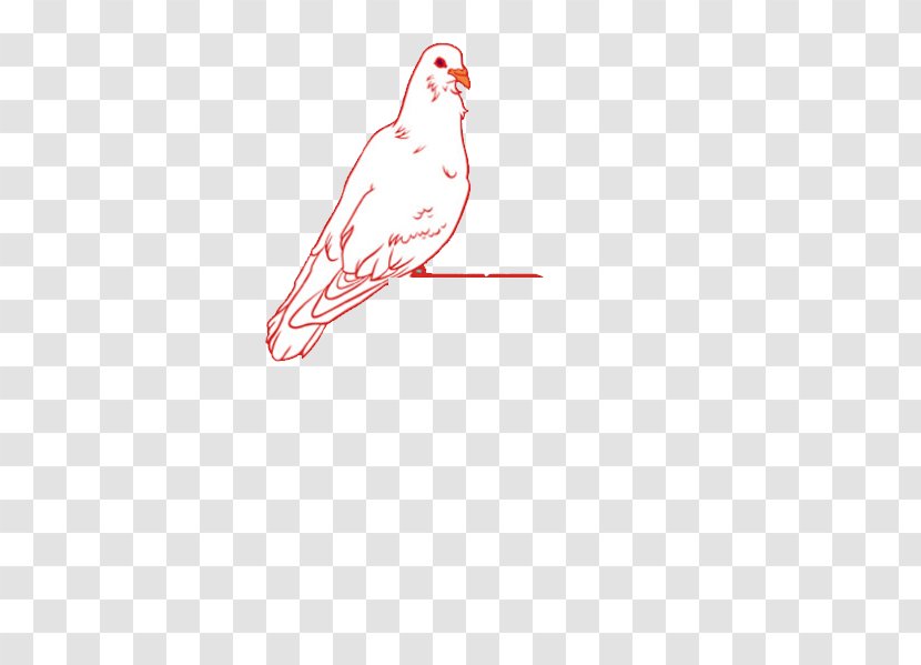 Google Images Illustration - Pigeon Transparent PNG