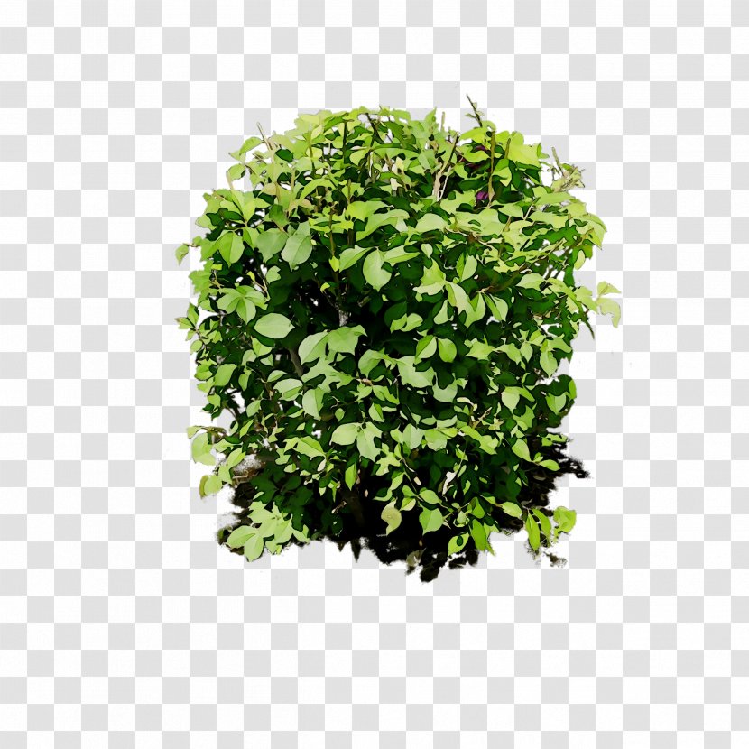 Leaf Greens Shrub Tree Herb - Green Transparent PNG