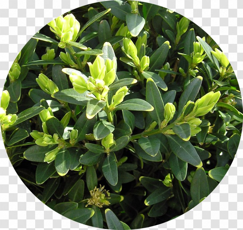 Evergreen Buxus Sempervirens Shrub Plant Microphylla - Groundcover Transparent PNG
