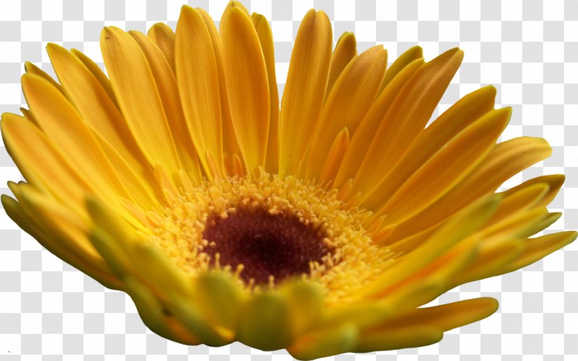 Transvaal Daisy Yellow Common Sunflower - Family - Chrysanthemum Transparent PNG