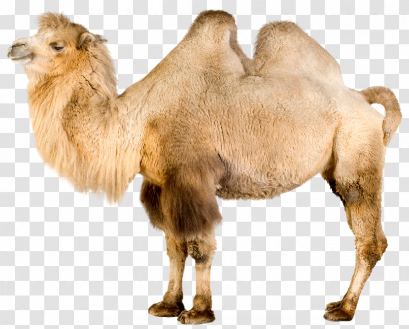 Bactrian Camel Dromedary Mongolia Even-toed Ungulates - Wildlife Transparent PNG