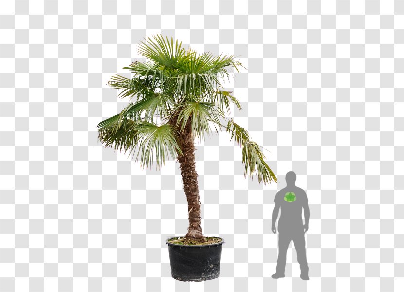 Trachycarpus Fortunei Asian Palmyra Palm Trees Garden Oil Palms - Houseplant Transparent PNG