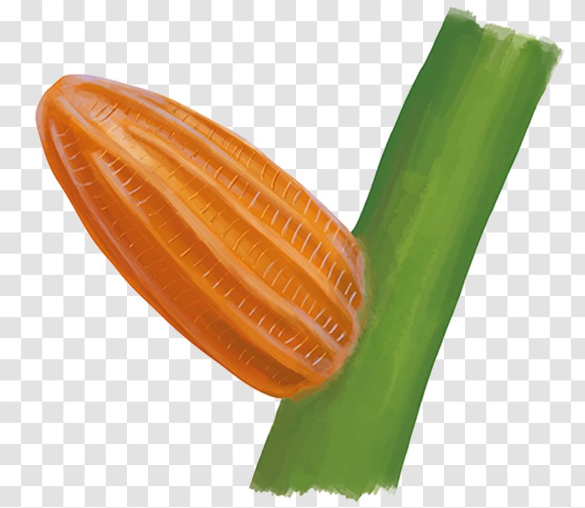 Vegetable - Orange Transparent PNG