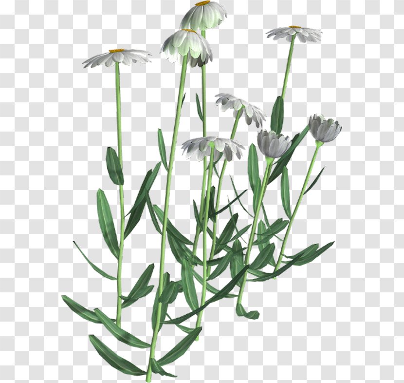Flowering Plant Herbalism Stem - Flower Transparent PNG