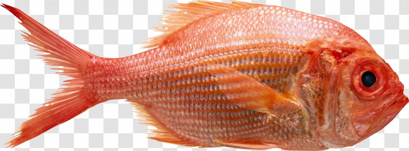 Northern Red Snapper Photography Getty Images Food - Stock - Health Transparent PNG