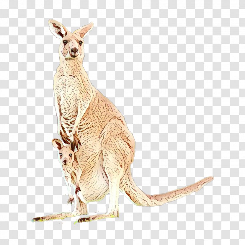 Kangaroo Macropodidae Red Wallaby - Terrestrial Animal - Tail Wildlife Transparent PNG