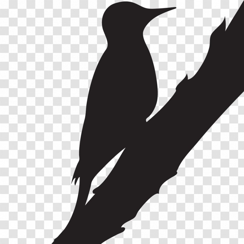 Downy Woodpecker Cornell Lab Of Ornithology Hairy Bird Transparent PNG