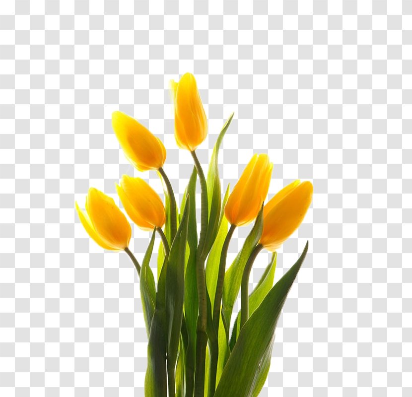 Tulip Yellow Floral Design - Gratis - Bouquet Of Tulips Transparent PNG