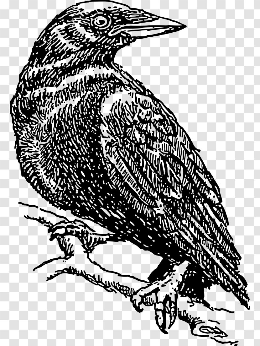 Common Raven Crow Clip Art - Finch Transparent PNG