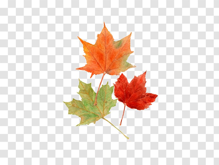 Autumn Leaves Maple Leaf Color Watercolor Painting Transparent PNG
