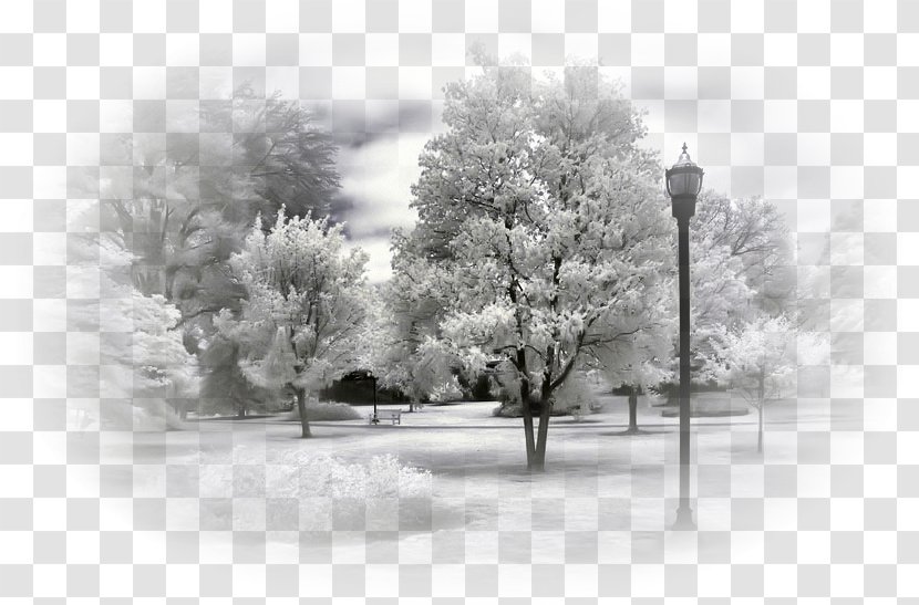 Winter Landscape Blizzard Snow Nature - Sky Transparent PNG