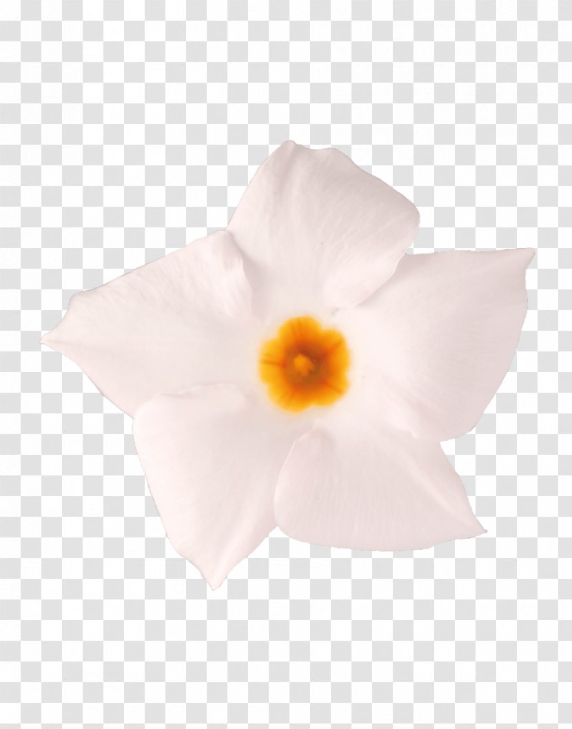 Flowering Plant - Mandevilla Sanderi Transparent PNG