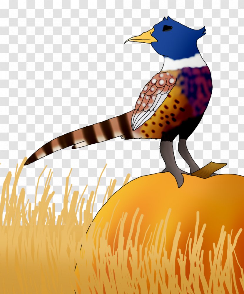 Beak Galliformes Clip Art - Bird - Pheasant Transparent PNG