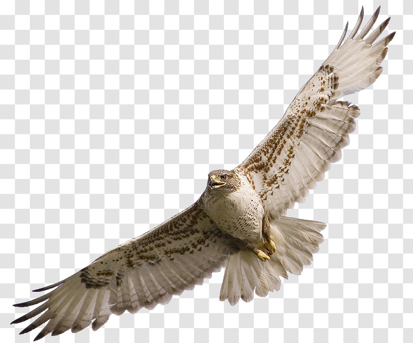 Bird Owl Red-tailed Hawk Clip Art - Harrier Transparent PNG