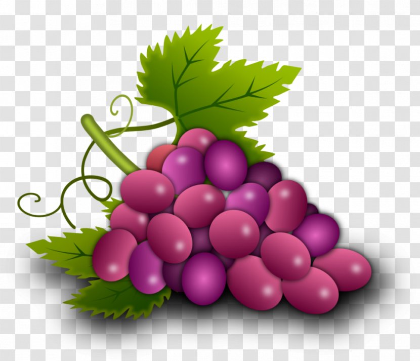 Grapevines Food Grape Leaves Seedless Fruit - Vegetable - Grapes Vector Transparent PNG