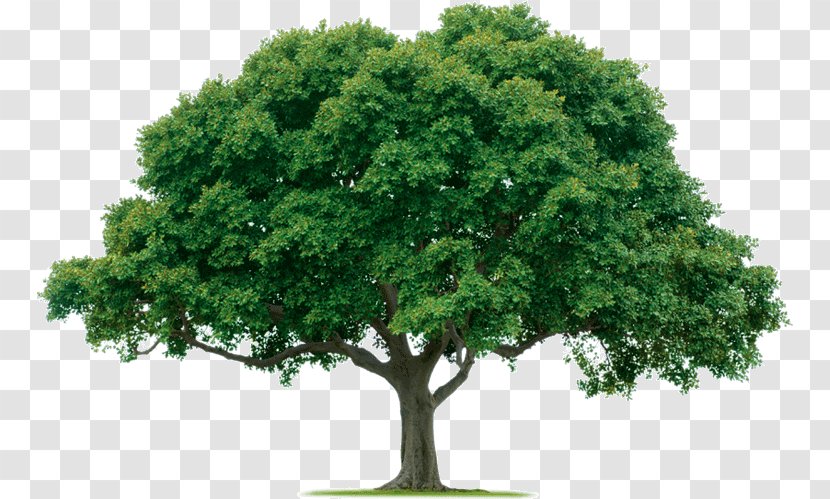 Evergreen Tree Care Arborist Forest - Planting - Small Transparent PNG