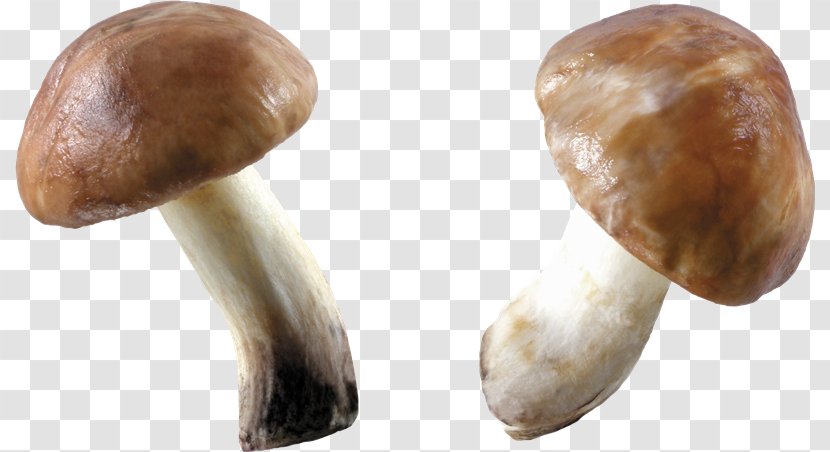 Edible Mushroom Fungus - Image Resolution - Lamborghini Transparent PNG