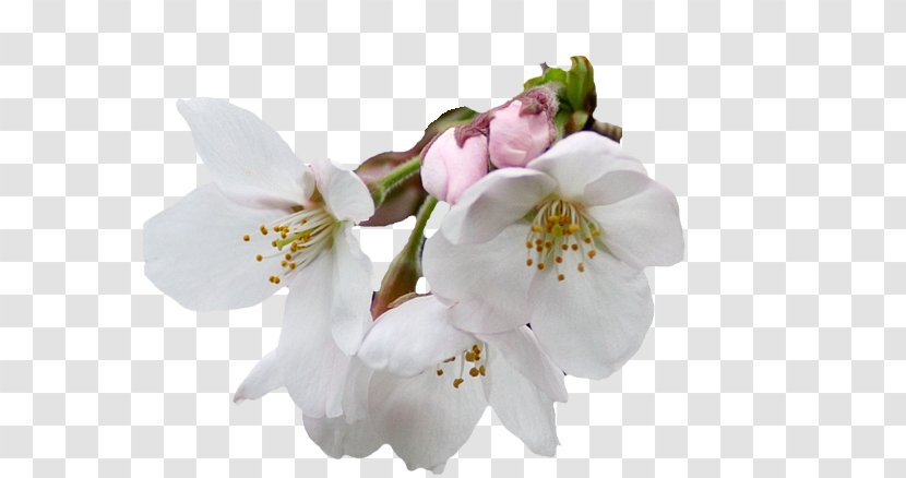 Flower Helleborus Niger - Cherry Blossom Transparent PNG