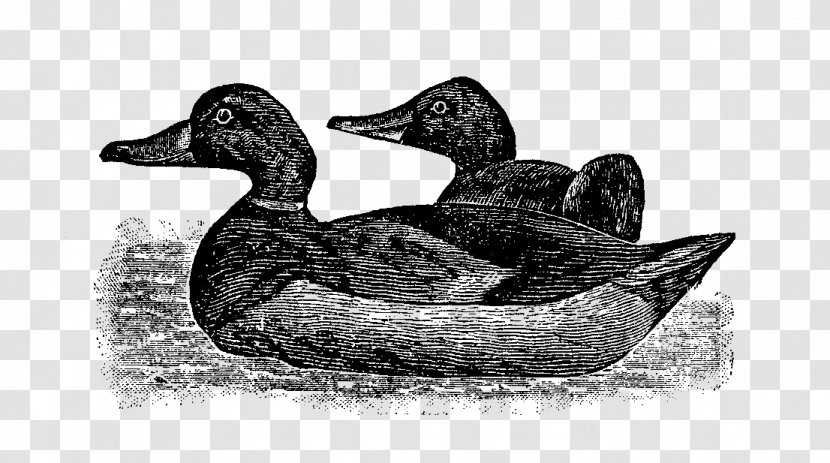 Mallard Goose Duck Fauna Beak - Livestock Transparent PNG