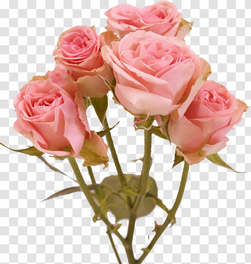 Artificial Flower Color Bouquet Birth - Rosa Centifolia - White Roses Transparent PNG