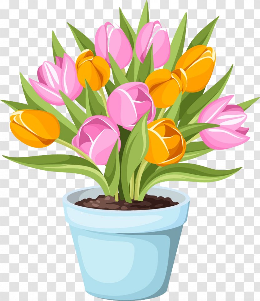 Flowerpot Tulip Stock Photography - Flowering Plant - Pot Of Tulips Picture Material Transparent PNG