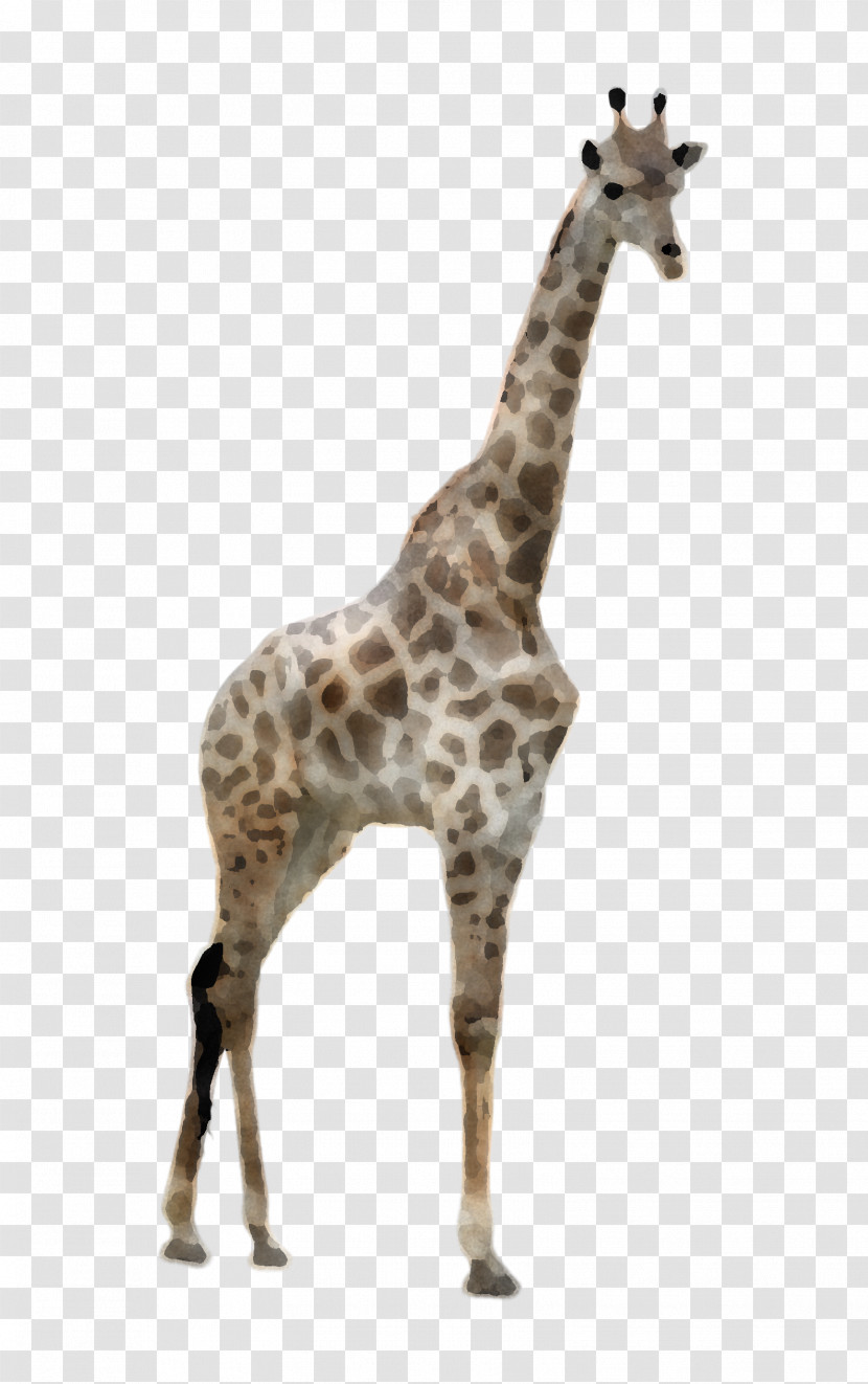 Giraffe Giraffidae Wildlife Animal Figure Snout Transparent PNG