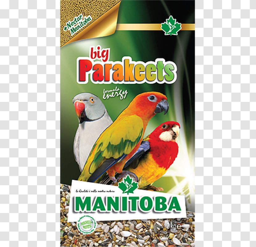 Amazon Parrot Bird Parakeet Domestic Canary - Internet Big Data Transparent PNG