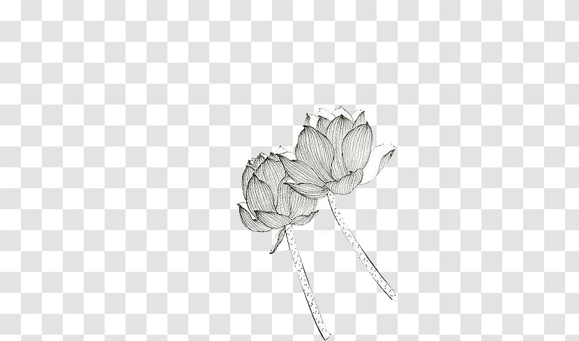 Drawing Black And White - Flowering Plant - Hand Drawn Sketch Lotus Transparent PNG