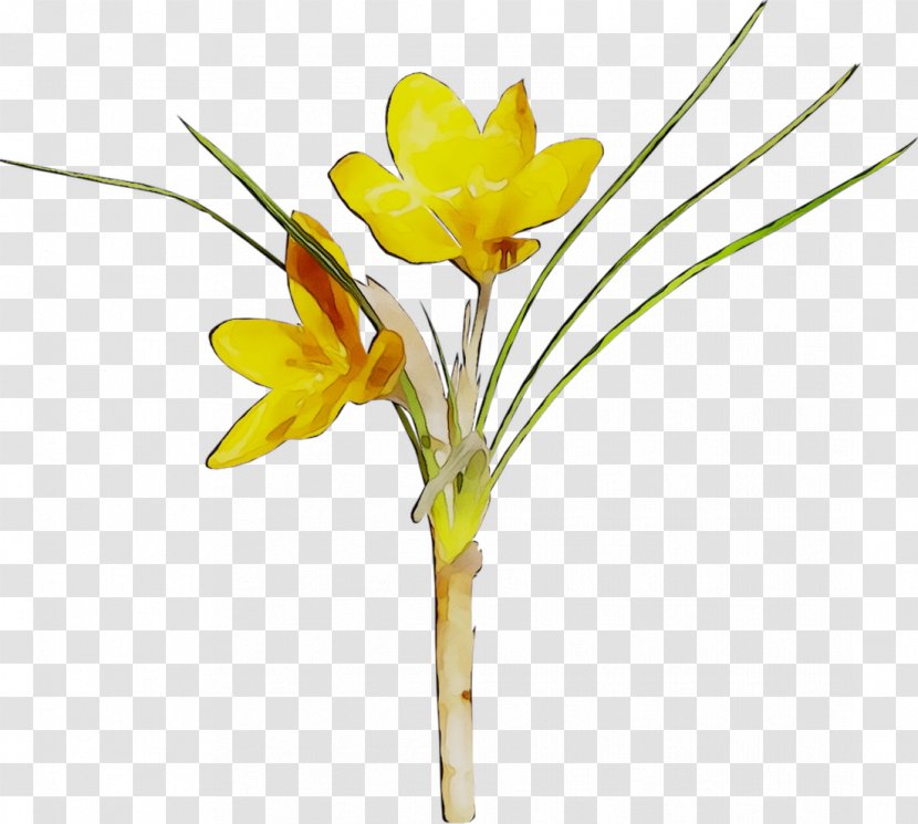 Cut Flowers Crocus Floral Design Dog - Freesia Transparent PNG