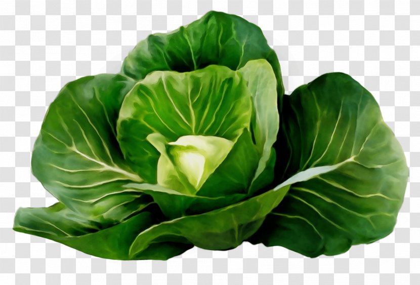 Cabbage Green Flower Leaf Vegetable - Paint - Cruciferous Vegetables Iceburg Lettuce Transparent PNG