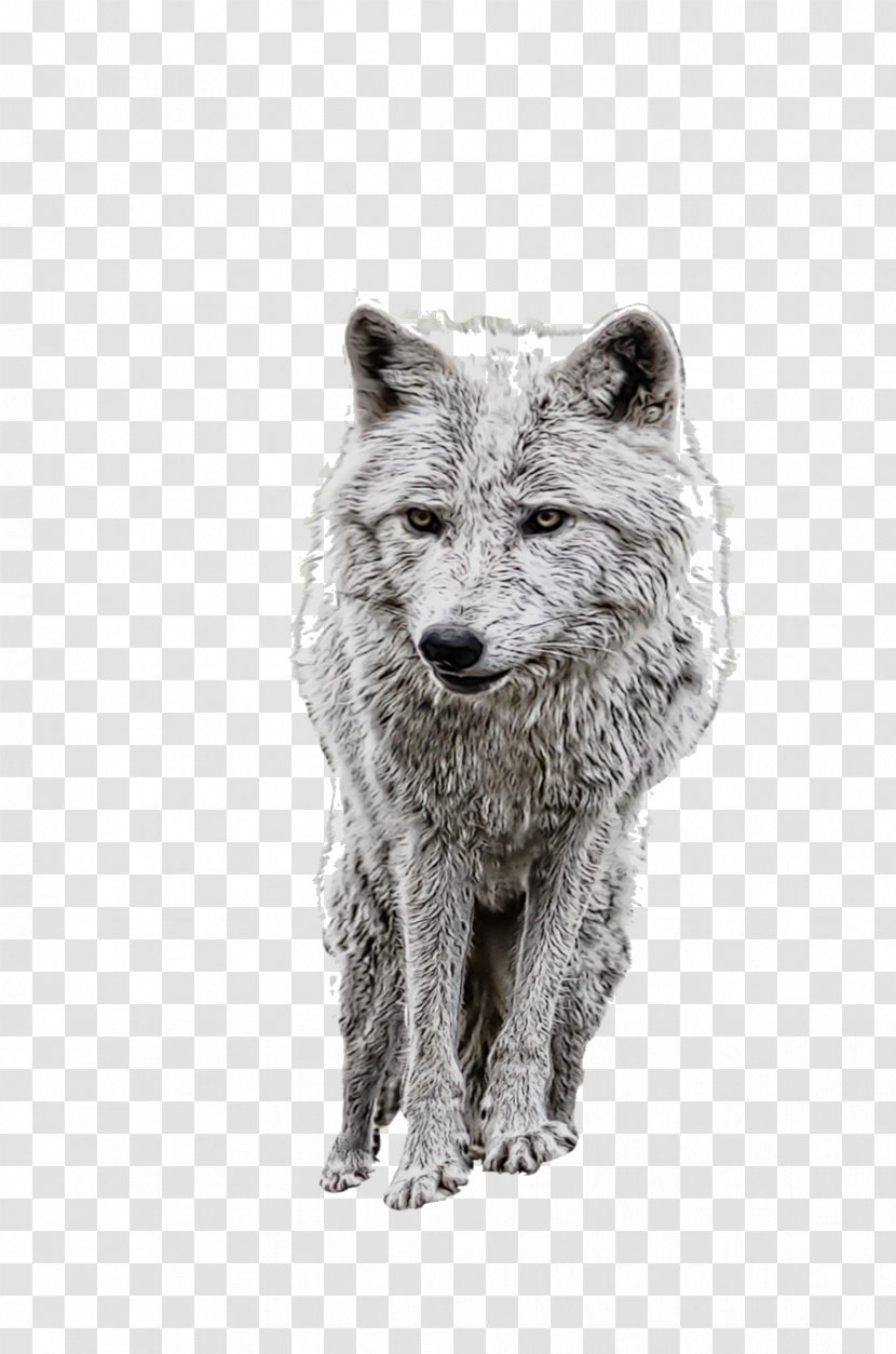 Wolf Drawing - Dog - Blackandwhite Rare Breed Transparent PNG
