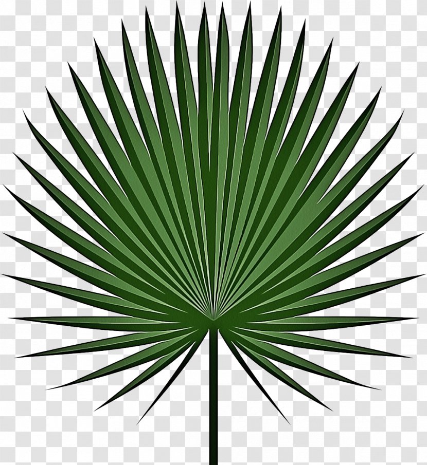 Palm Tree Background - Sabal Minor - Flower Plant Stem Transparent PNG