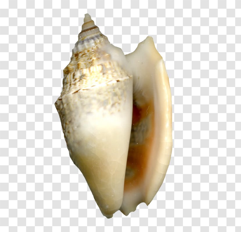 Cockle Sea Snail Seashell Shellfish - Clam - Conch Transparent PNG