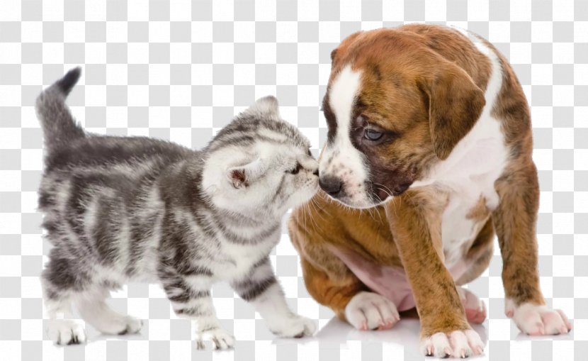 Puppy Kitten Dog Cat Pet Transparent PNG
