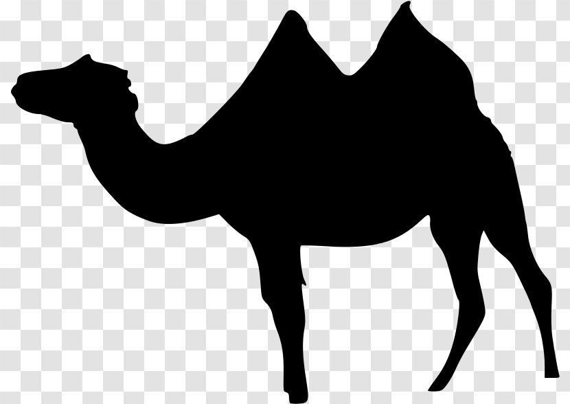 Dromedary Bactrian Camel Llama Wadi Rum Clip Art - Pack Animal Transparent PNG