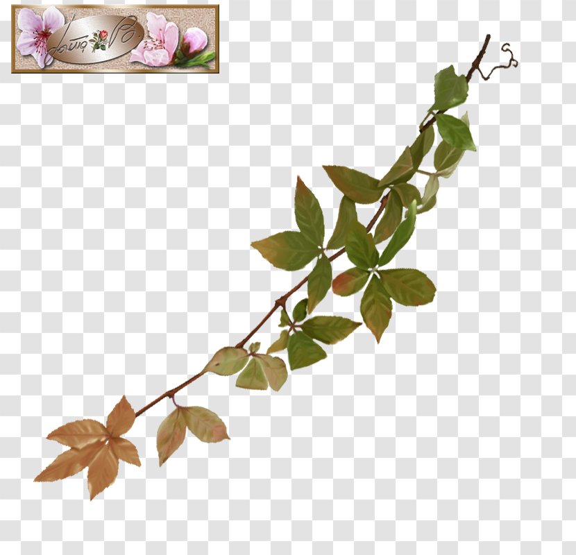 Twig Flowering Plant Stem Leaf - Flower Transparent PNG