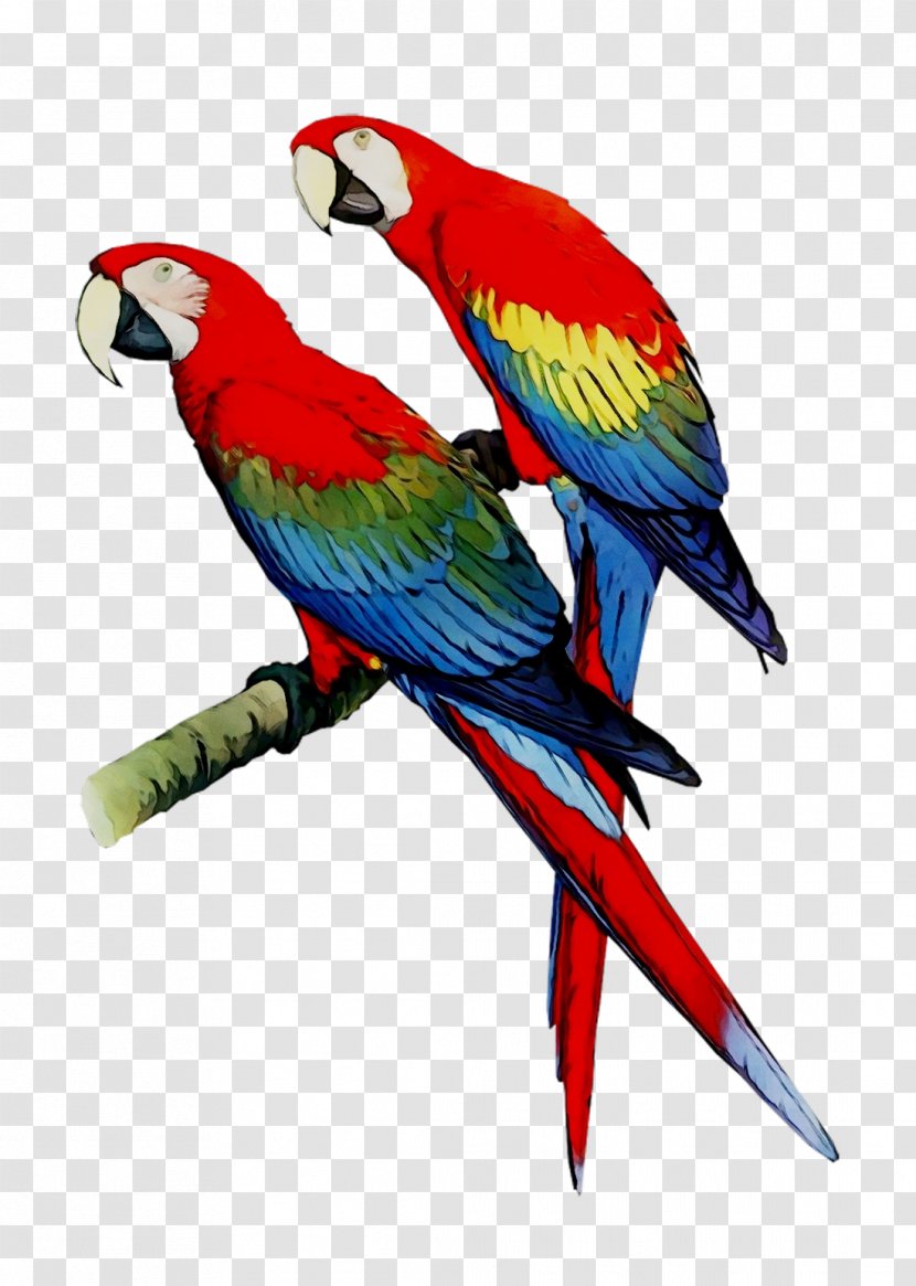 Budgerigar Parrot Macaw Cross-stitch Loriini Transparent PNG