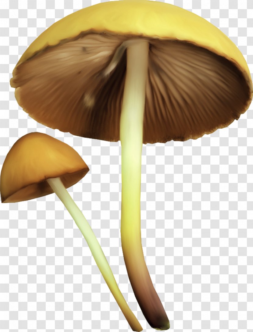 Image Painting GIF JPEG - Coffee - Mushroom Transparent PNG