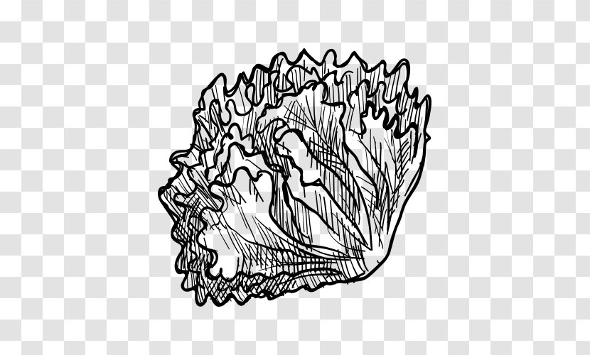 Visual Arts Vegetable Drawing Fruit Sketch - Frame - Hand-painted Artwork Cabbage Transparent PNG