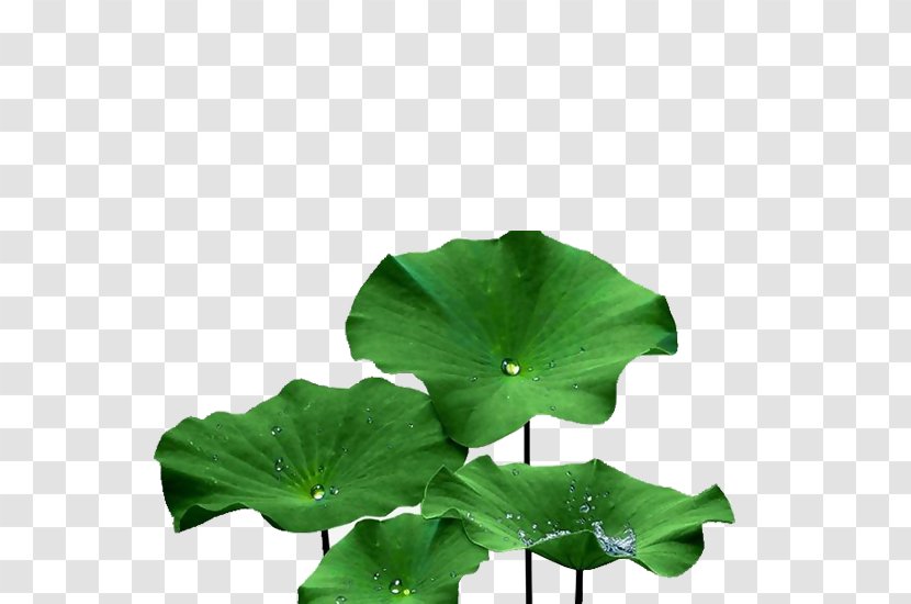 Image Sacred Lotus Design - Family - Dew Drop Transparent PNG