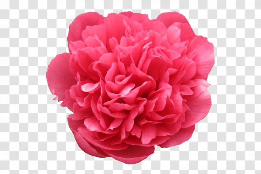 Garden Roses Peony Cut Flowers - Ideas - Treasure Transparent PNG