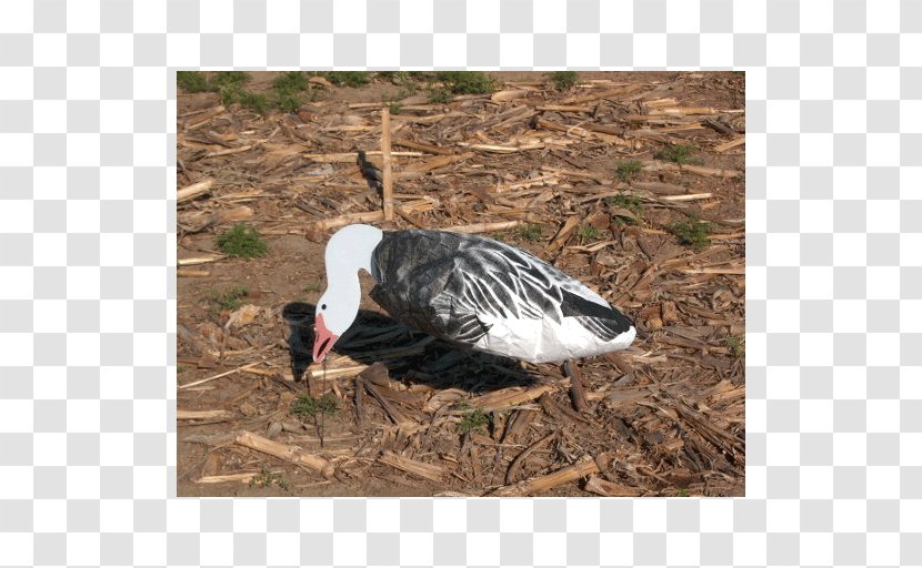 Snow Goose Duck Decoy Canada - Sillosocks Transparent PNG