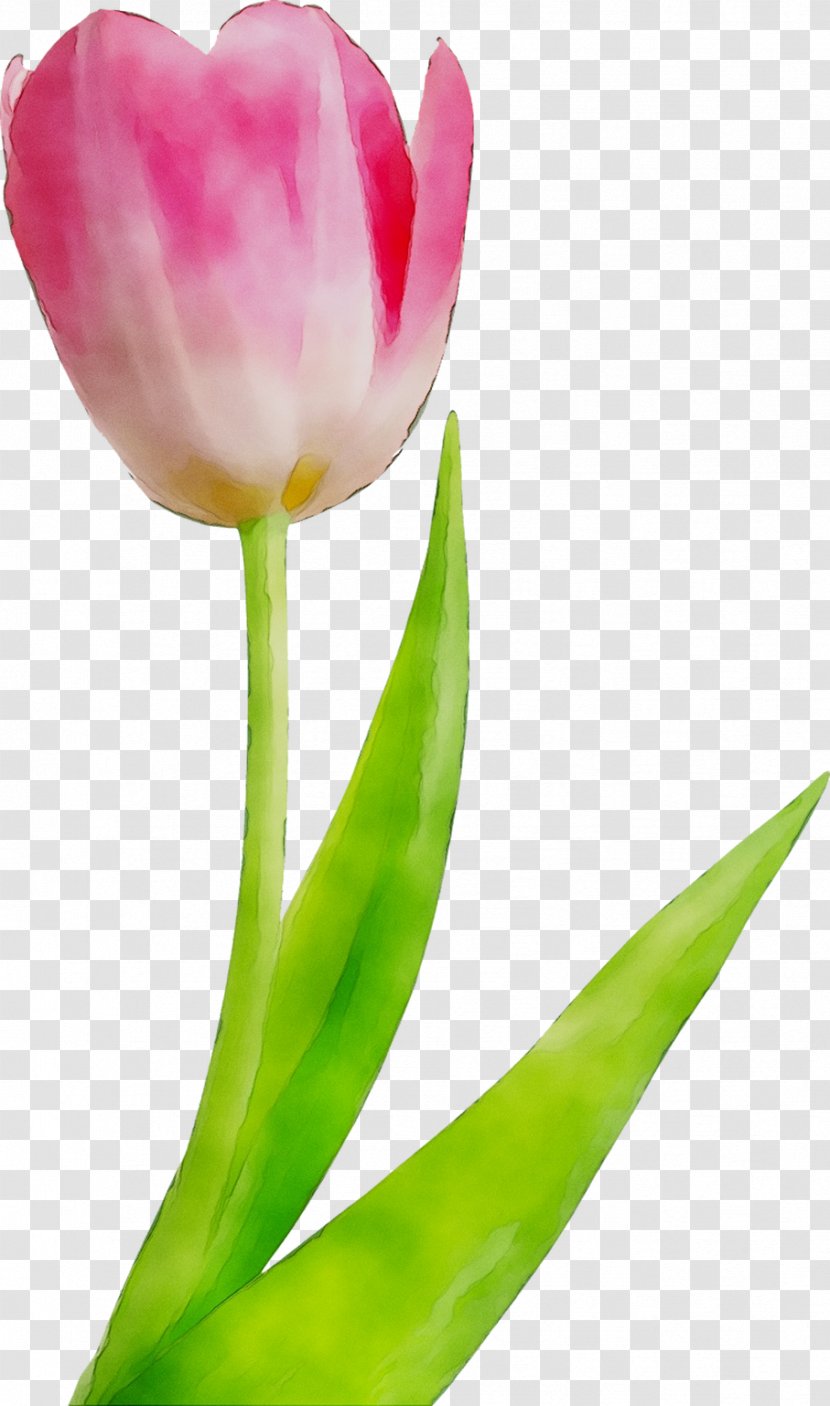 Tulip Flower Bouquet Centerblog Dostavka Tsvetov - Pedicel - Saint Petersburg Transparent PNG