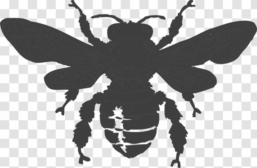 Queen Bee Clip Art - Pest Transparent PNG