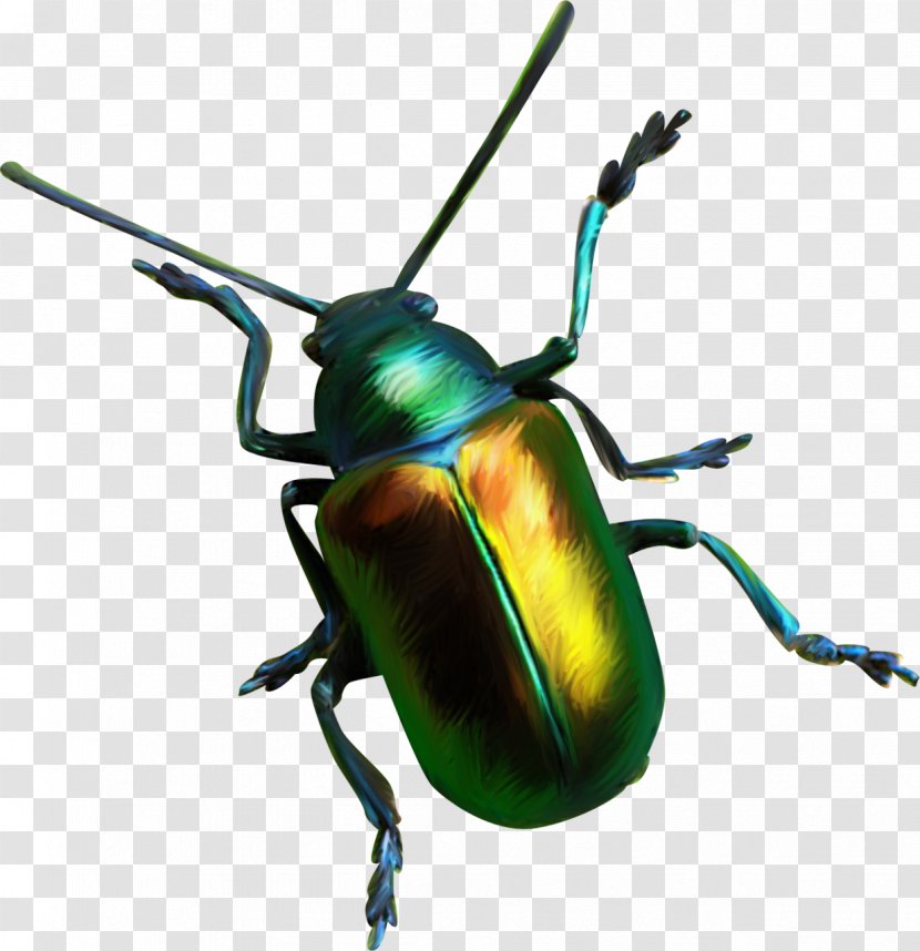 Scarabs Download - Scarab - Bugs Transparent PNG