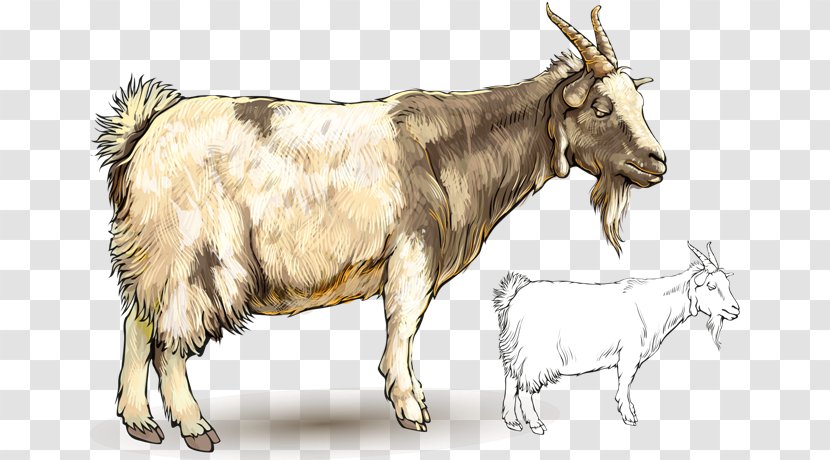 Goat Sheep - Animal Transparent PNG