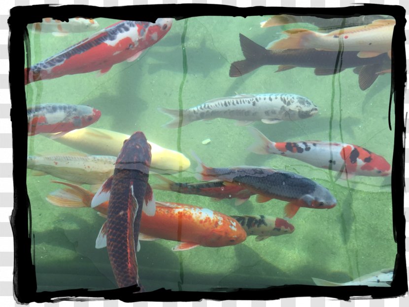 Koi Provence Fish Pond Hotel - Biology - Chasing Transparent PNG